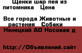 Щенки шар-пея из питомника › Цена ­ 15 000 - Все города Животные и растения » Собаки   . Ненецкий АО,Носовая д.